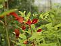 Erythrina crista gallii Compacta1